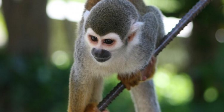 Monkey business in Coca