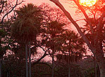 Brazil RPP THUMB