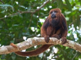 Brown Howler Monkey in Ipenema