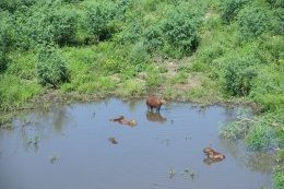 Pantanal (flickr/pete_bug)
