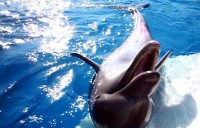 Swimming With Dolphins Swimming With Dolphins